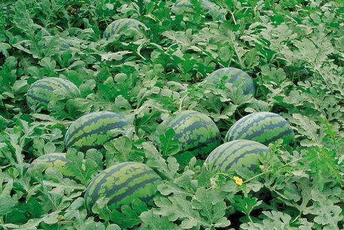 娱乐吃瓜壁纸高清竖屏,一网打尽娱乐圈新鲜事